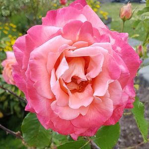 Meet your Posher, Kellie